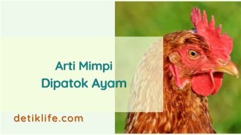 Arti mimpi dipatok ayam Mimpi Di Patok Ayam Togel